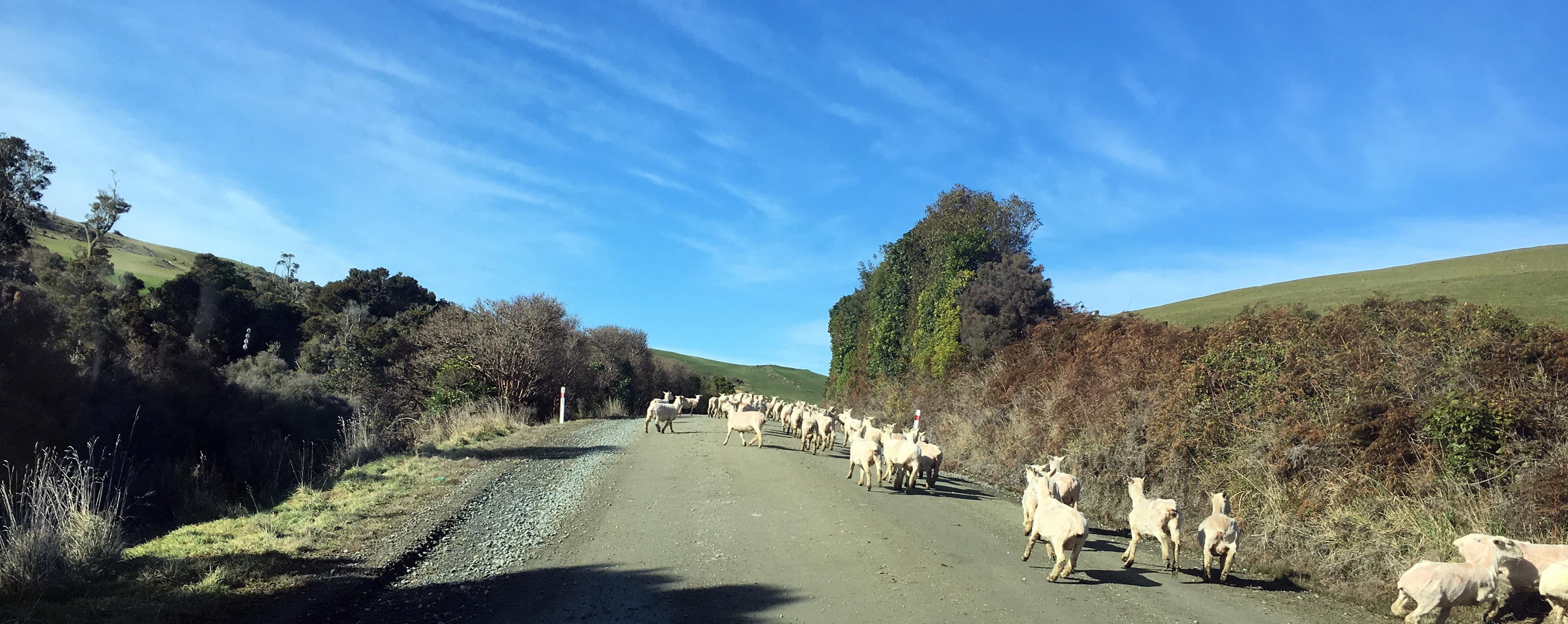 The Catlins