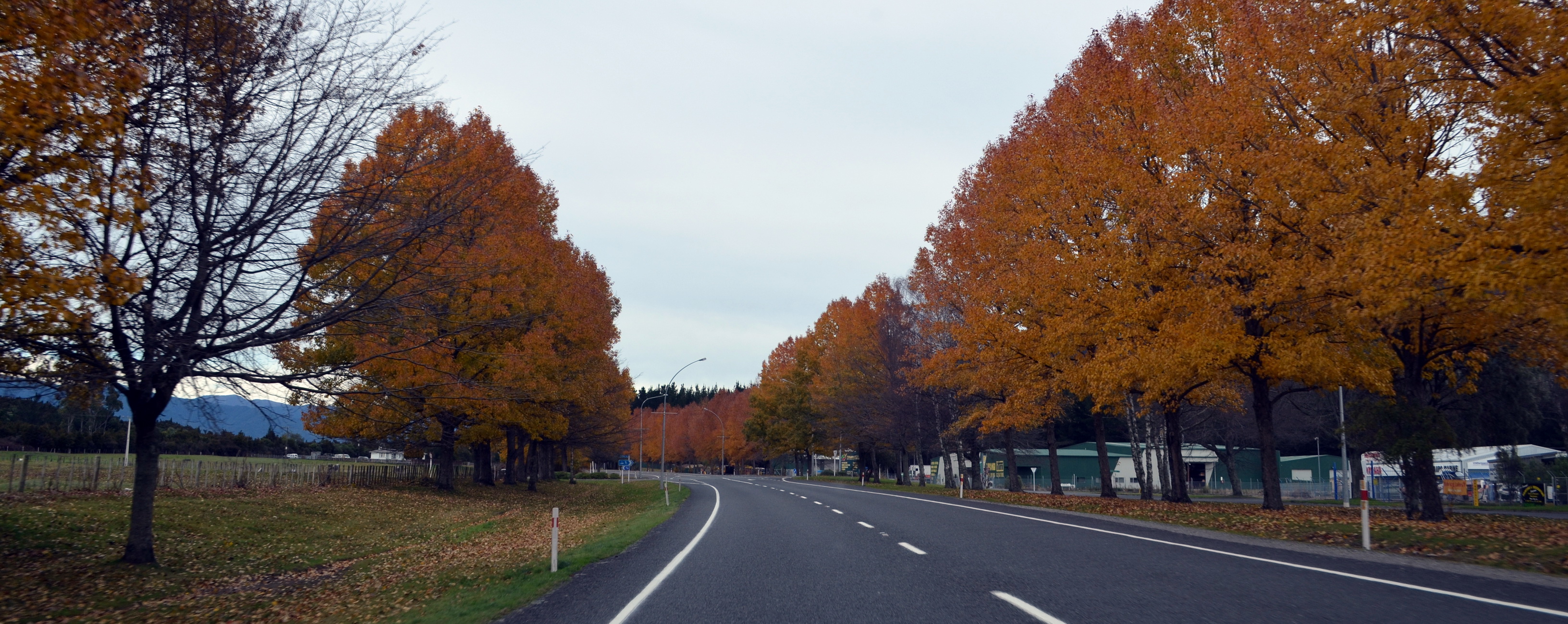 Turangi